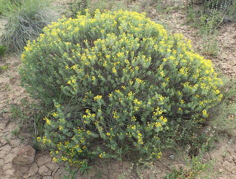 Image of Euryops floribundus N. E. Br.