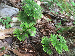 Imagem de Dendrolycopodium obscurum (L.) A. Haines