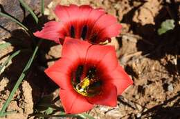 Image of Romulea monadelpha (Sweet ex Steud.) Baker