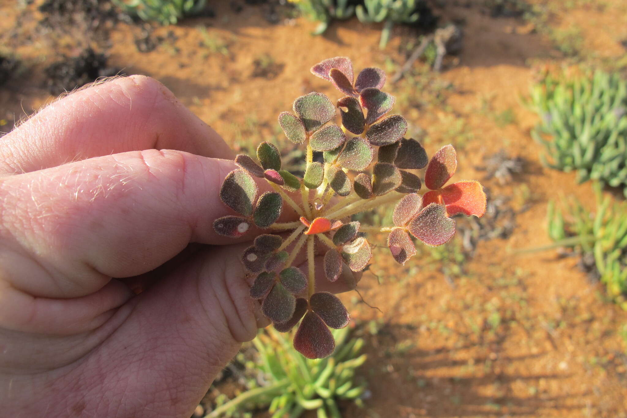 Sivun Oxalis pulchella Jacq. kuva