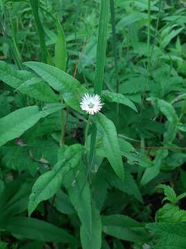 Image of Stellaria radians L.