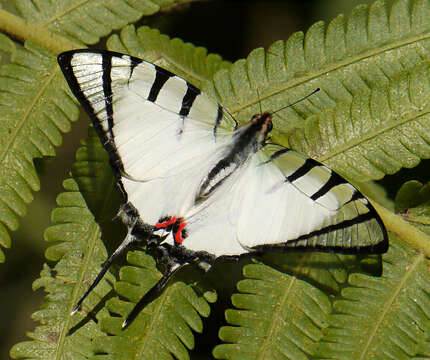 Image of Four-bar Swordtail Butterfly