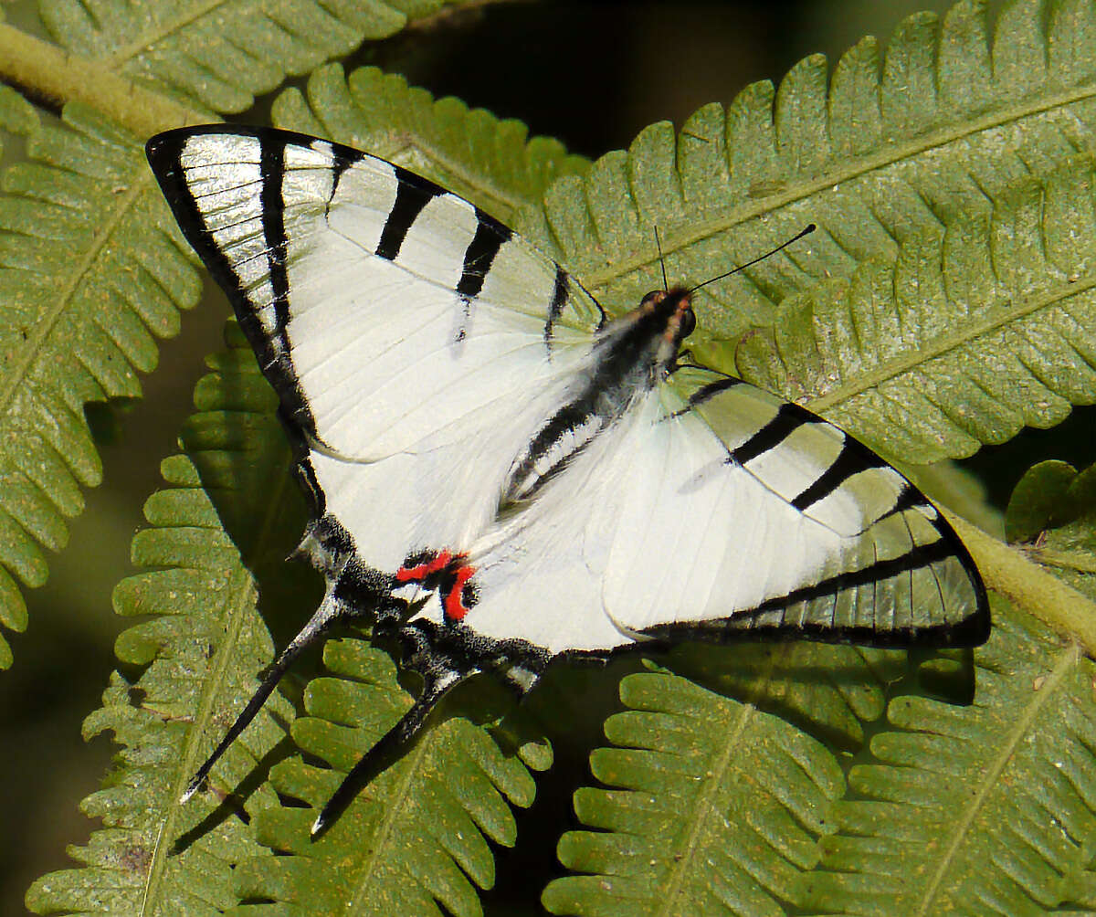 Слика од Graphium agetes (Westwood 1841)