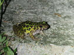 Image of Odorrana huanggangensis Chen, Zhou & Zheng 2010