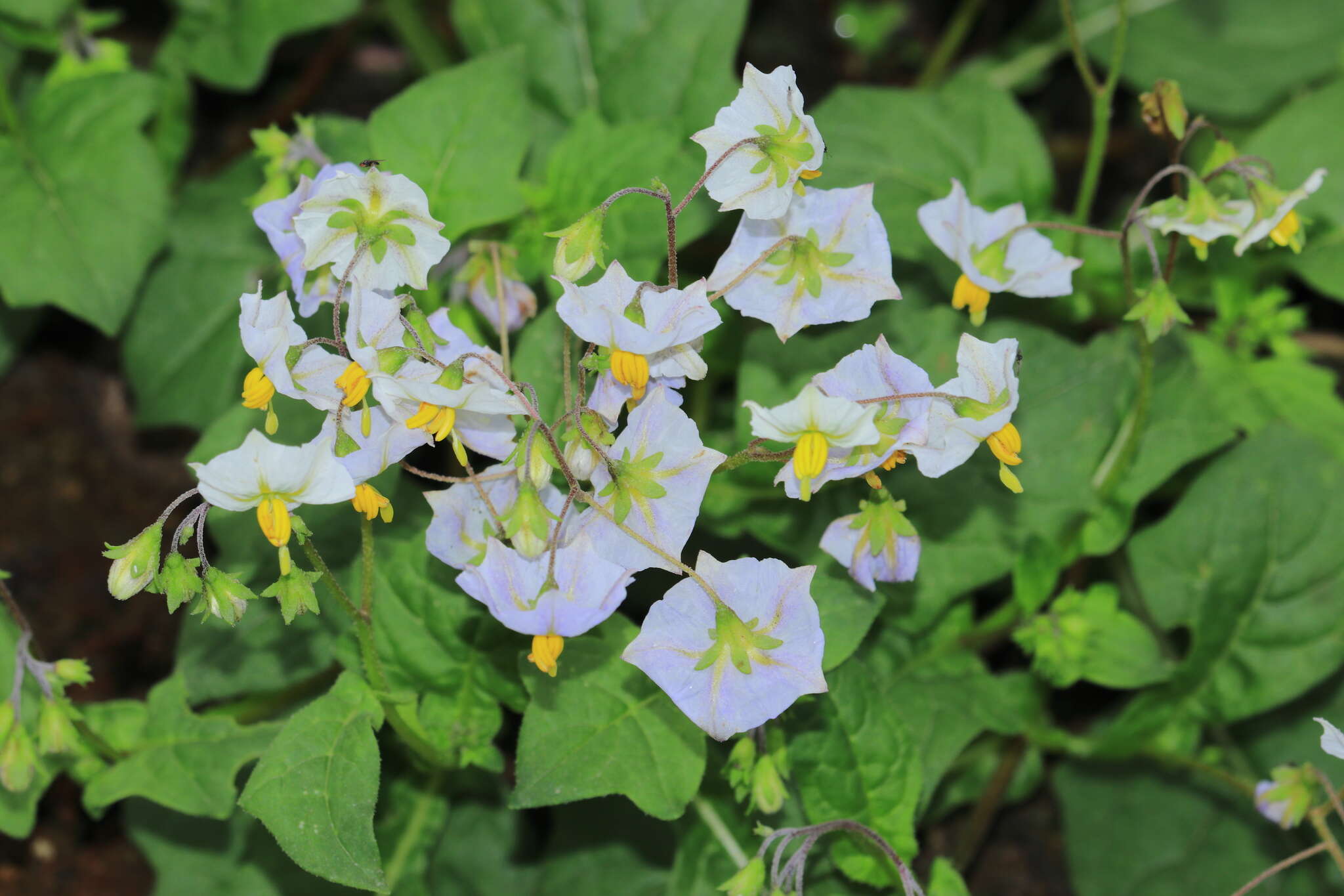 Image of Solanum montanum L.