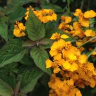 Image de Tagetes lucida Cav.