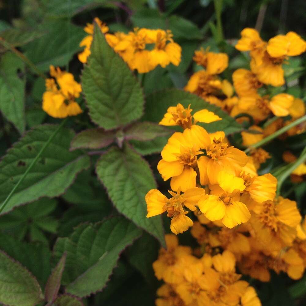 Image of sweetscented marigold