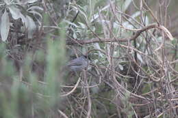 Image of Coastal California gnatcatcher