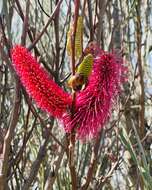 Image of Hakea francisiana F. Müll.