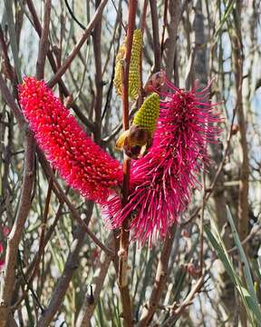 Image of Hakea francisiana F. Müll.