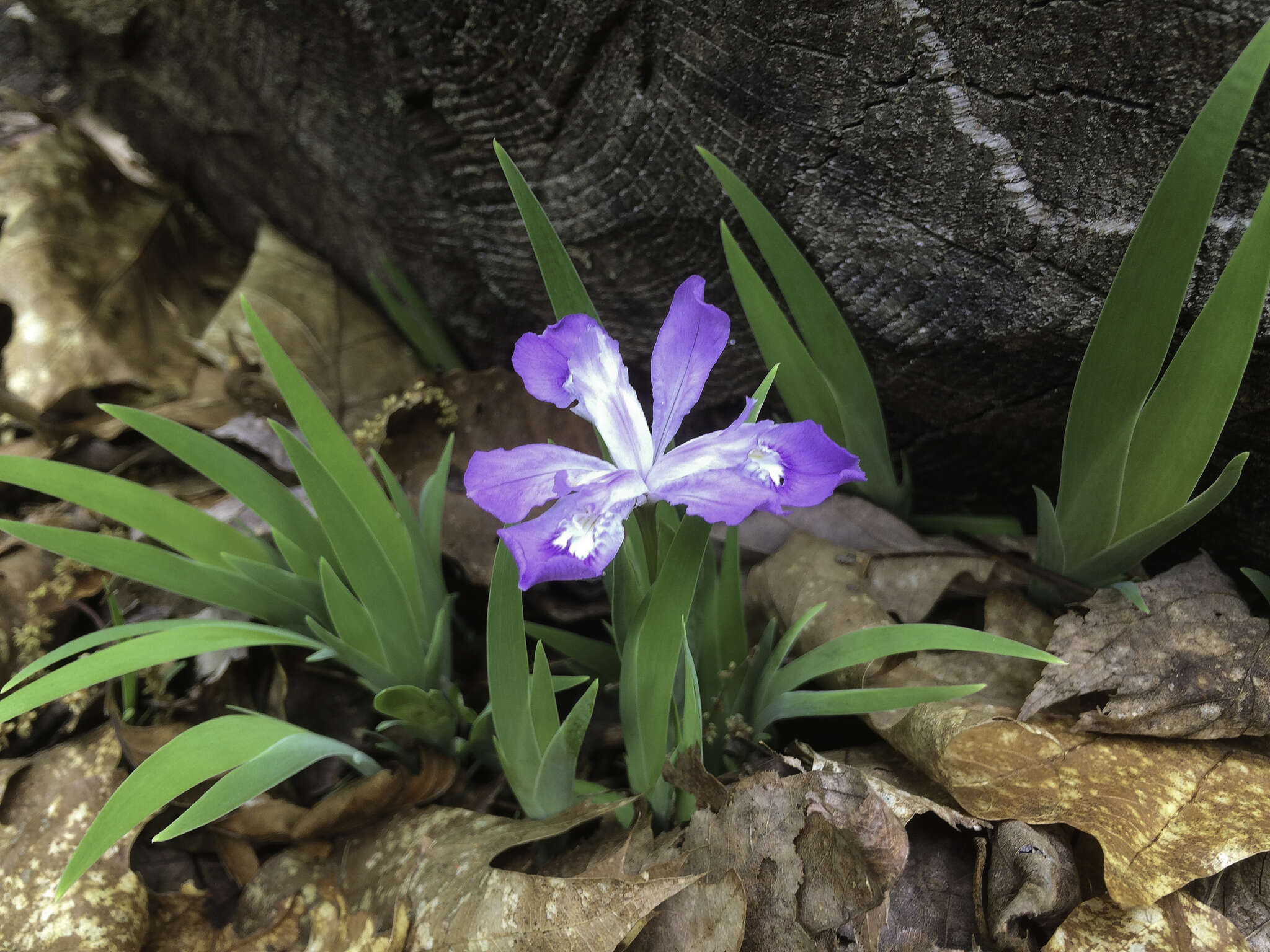 Image of crested iris