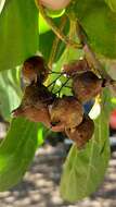 Image de Cordia myxa L.