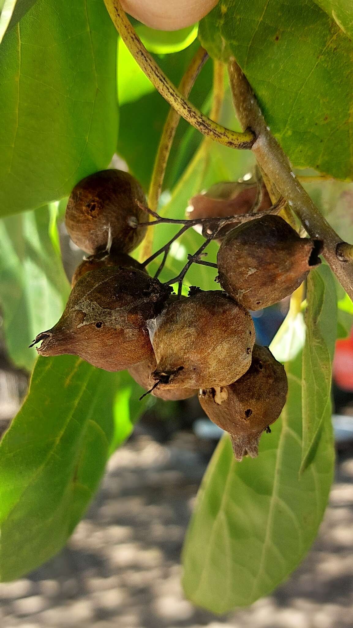 Image de Cordia myxa L.