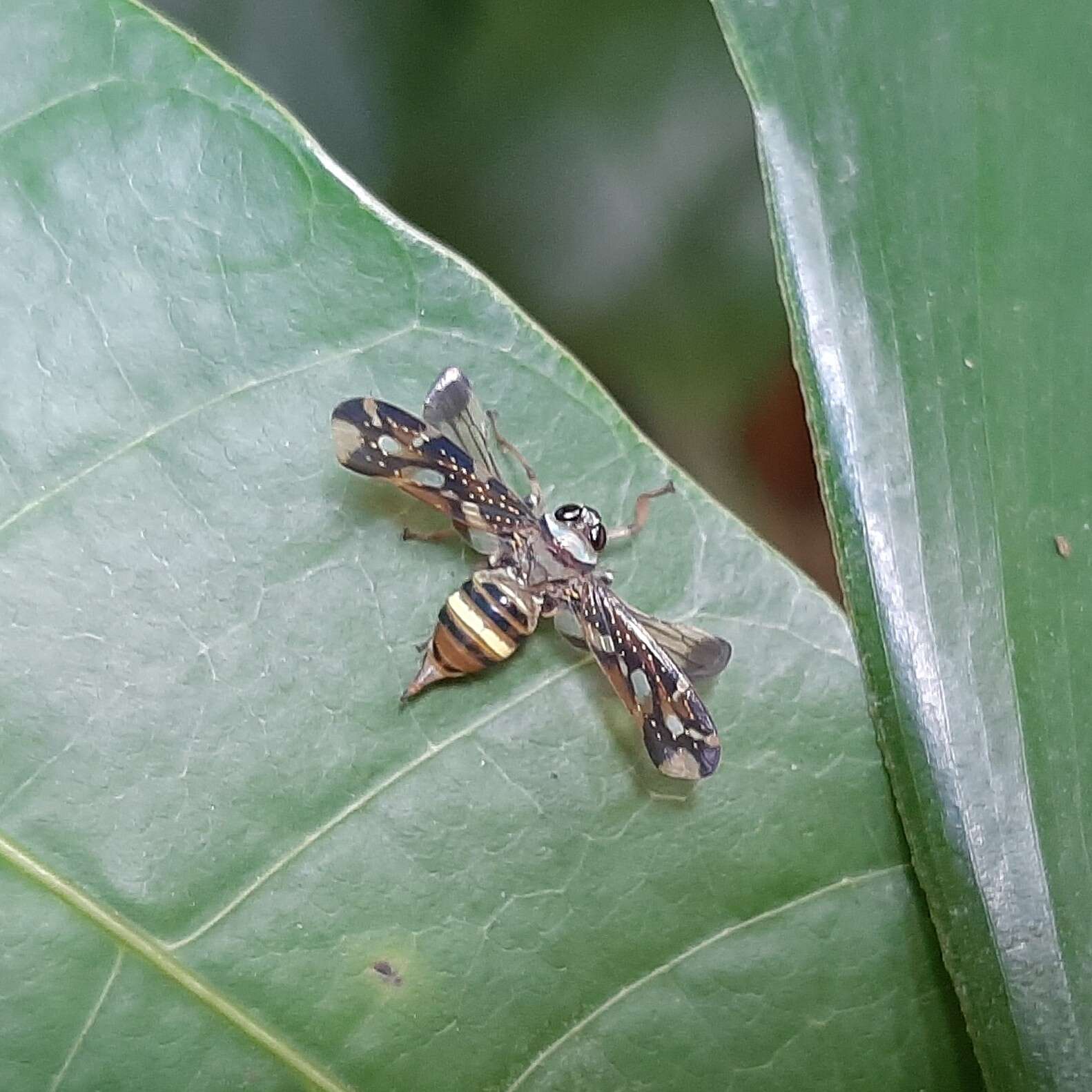 Image of Kravilidius formosus Spångberg 1878