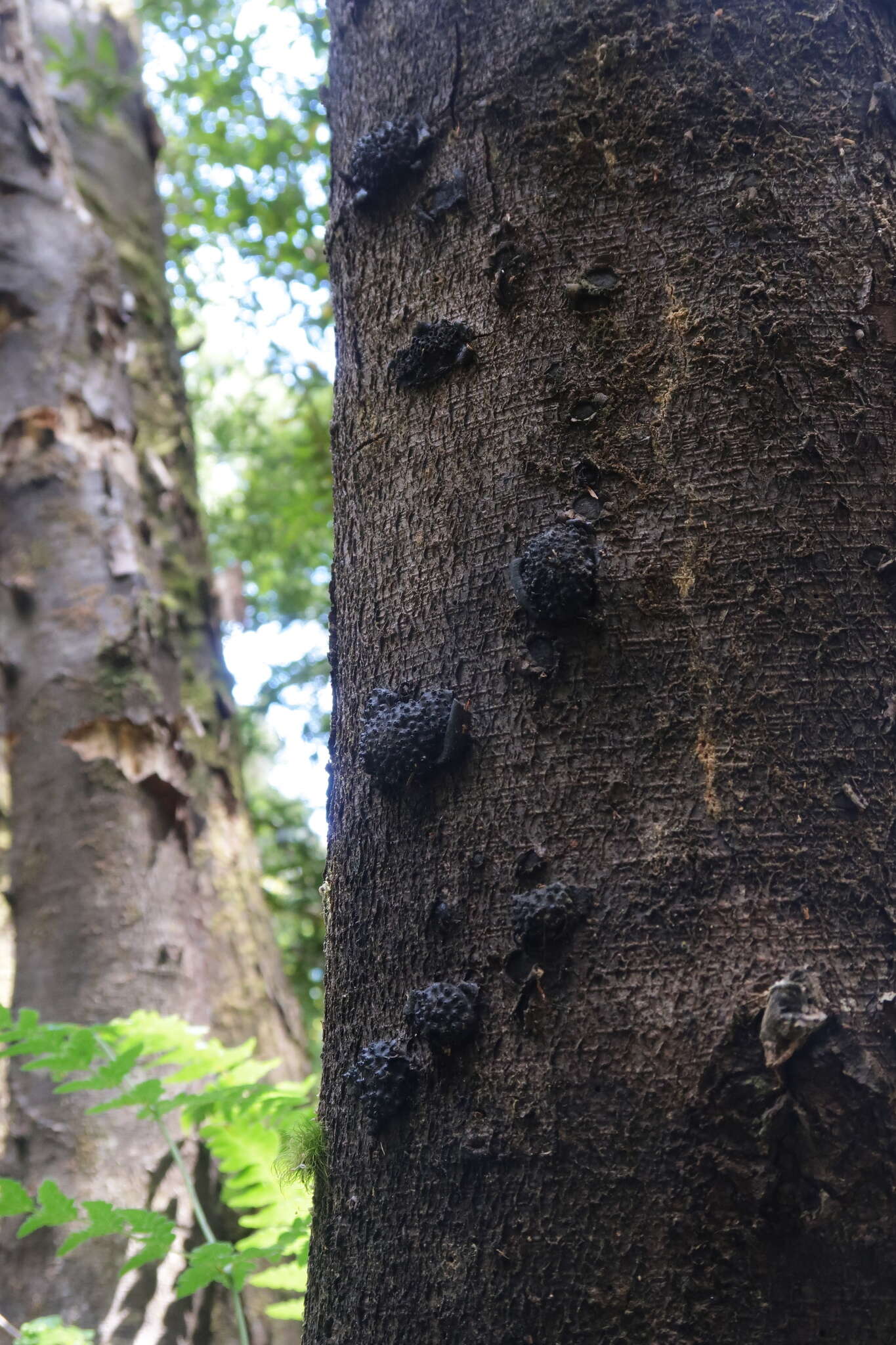 Image of Annulohypoxylon hians (Berk. & Cooke) Y. M. Ju, J. D. Rogers & H. M. Hsieh 2005