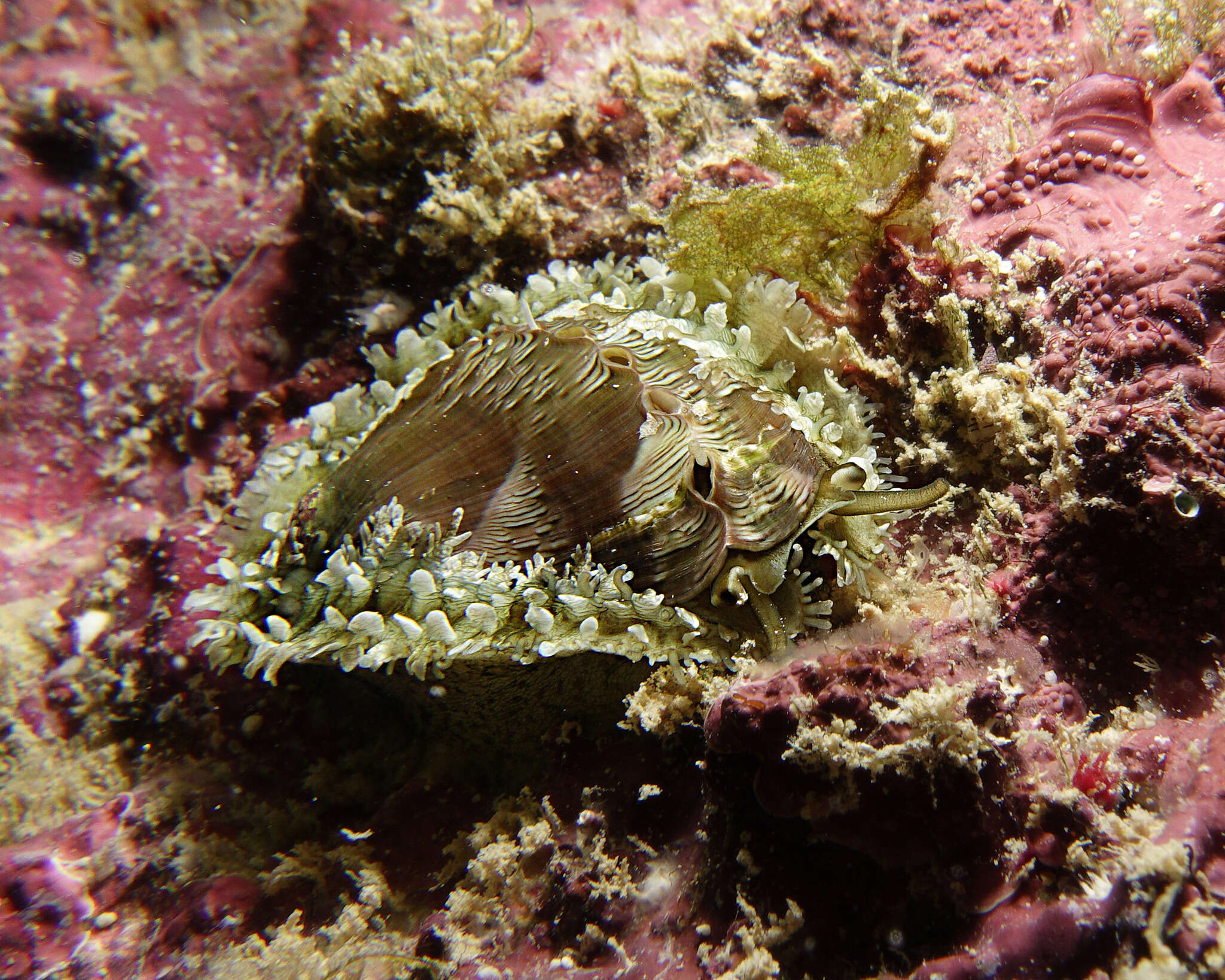 Image of Ass's ear abalone