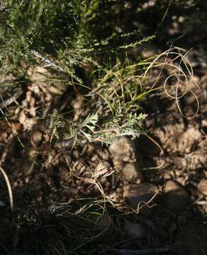 Image of Pelargonium caucalifolium subsp. caucalifolium