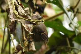 Image of Checker-throated Antwren