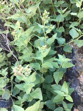 Image of western snakeroot