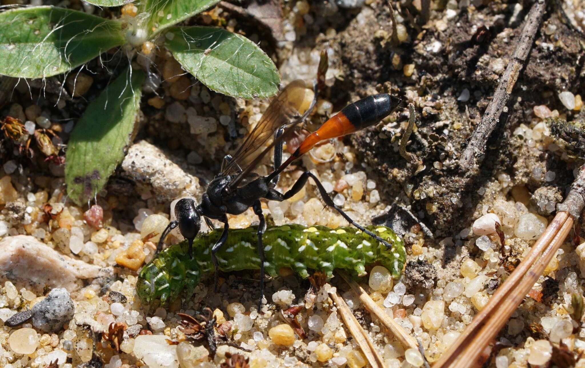 Image of Ammophila pubescens Curtis 1836