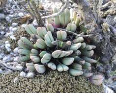 Image of Antegibbaeum fissoides (Haw.) Schwant. ex C. Weber