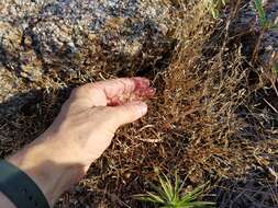 Image of basin bellflower