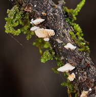 Image of Crepidotus variabilis (Pers.) P. Kumm. 1871