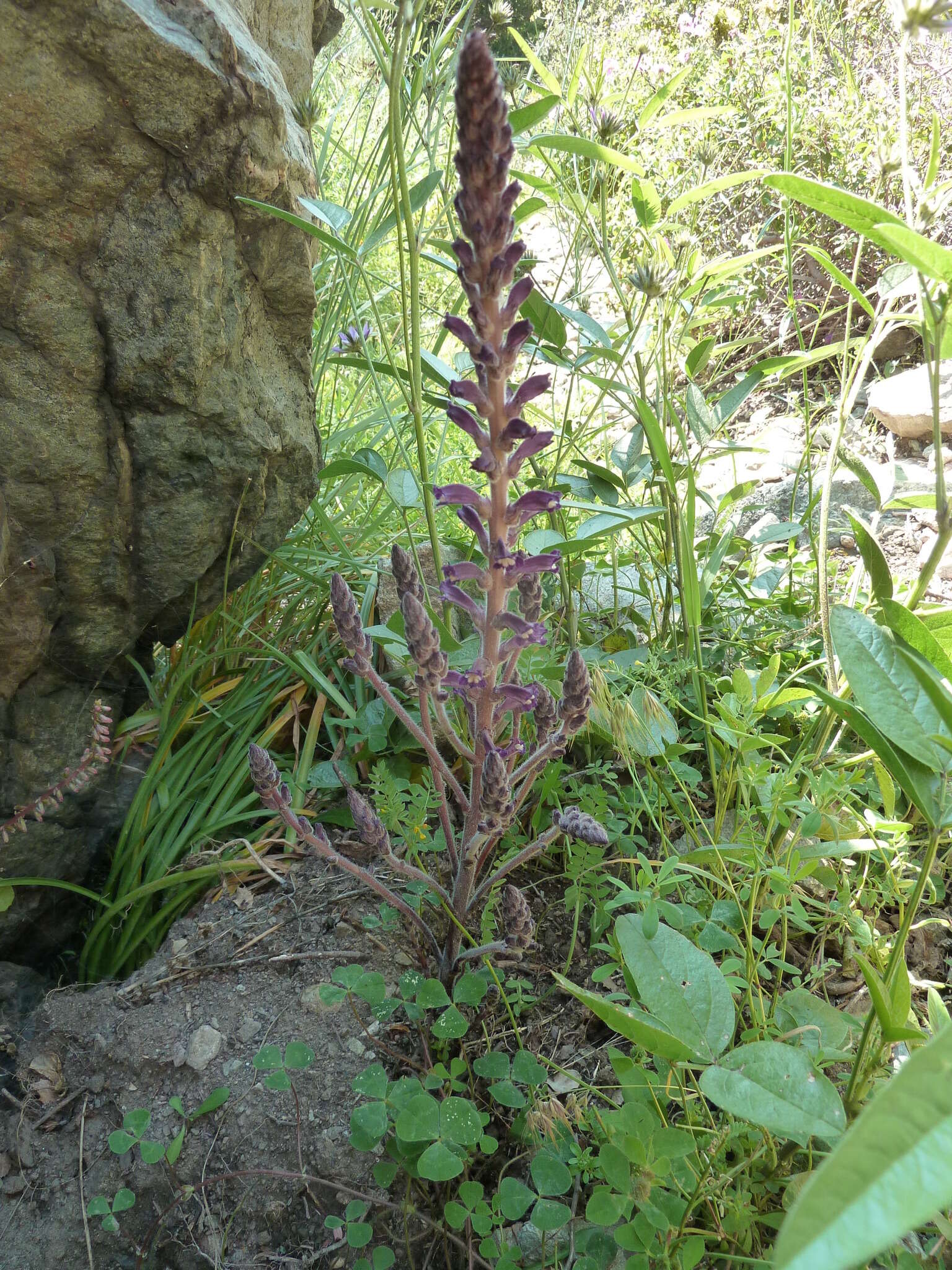 Phelipanche lavandulacea (Rchb.) Pomel resmi