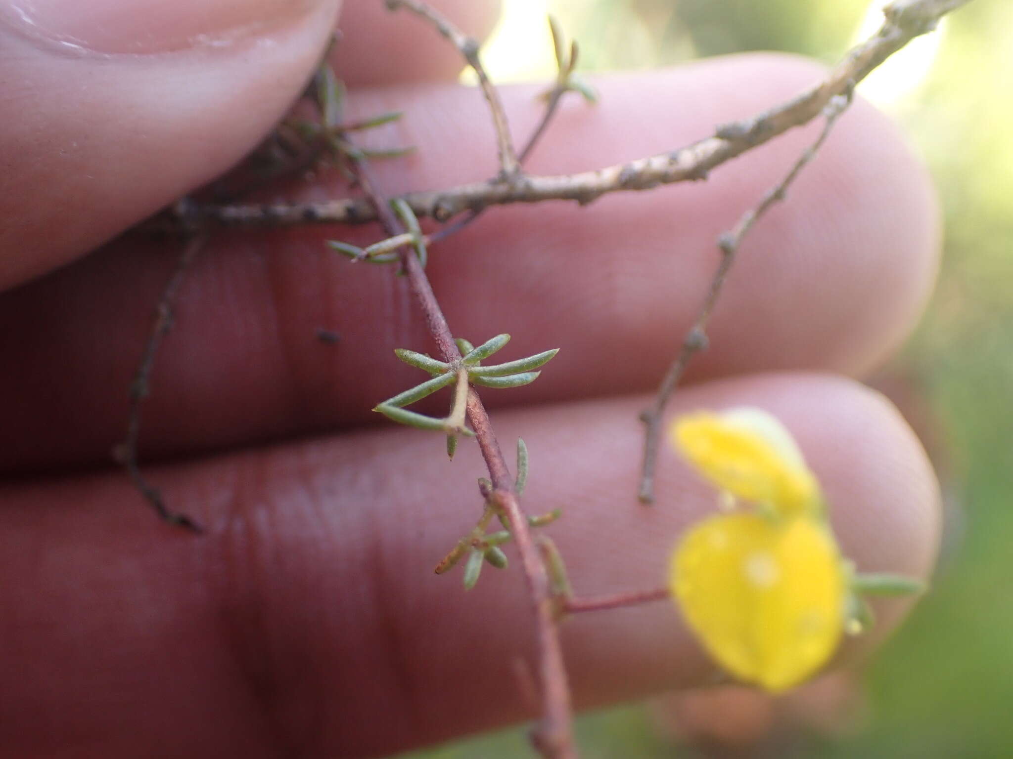 Слика од Aspalathus lanceicarpa R. Dahlgren