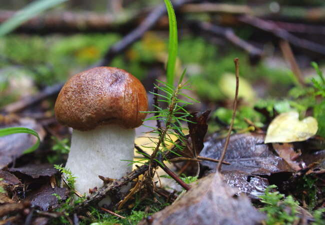 Imagem de Leccinum albostipitatum den Bakker & Noordel. 2005