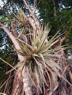 Plancia ëd Dracaena reflexa var. angustifolia Baker