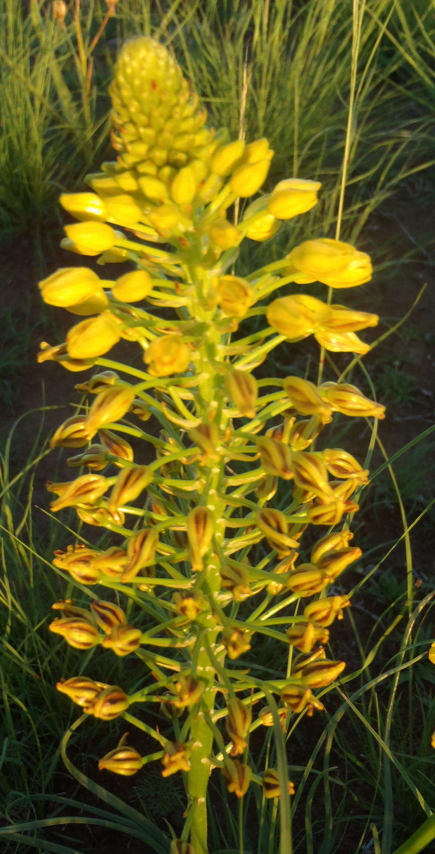 صورة Bulbine abyssinica A. Rich.