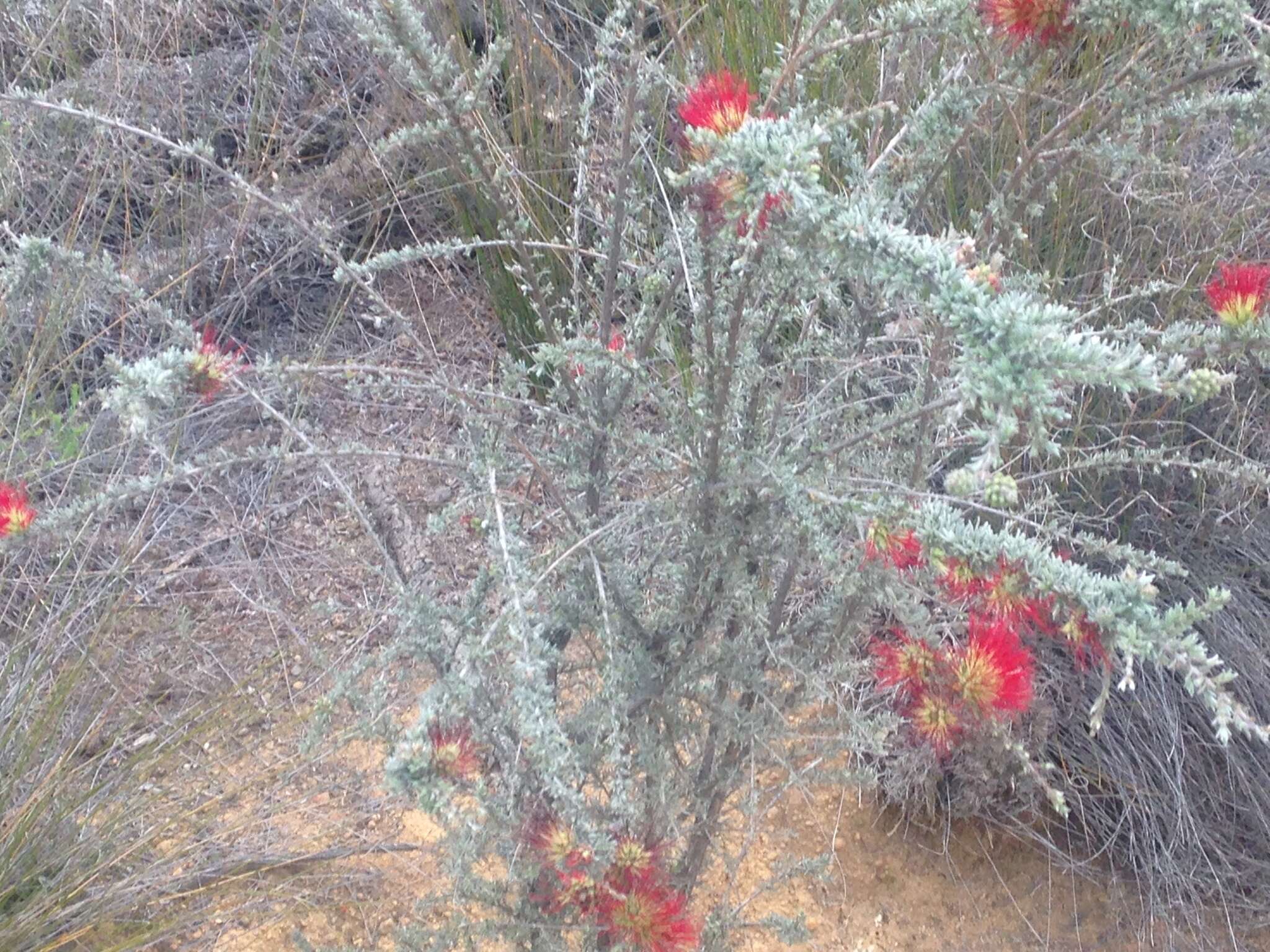 Image de Melaleuca cinerea Craven & R. D. Edwards