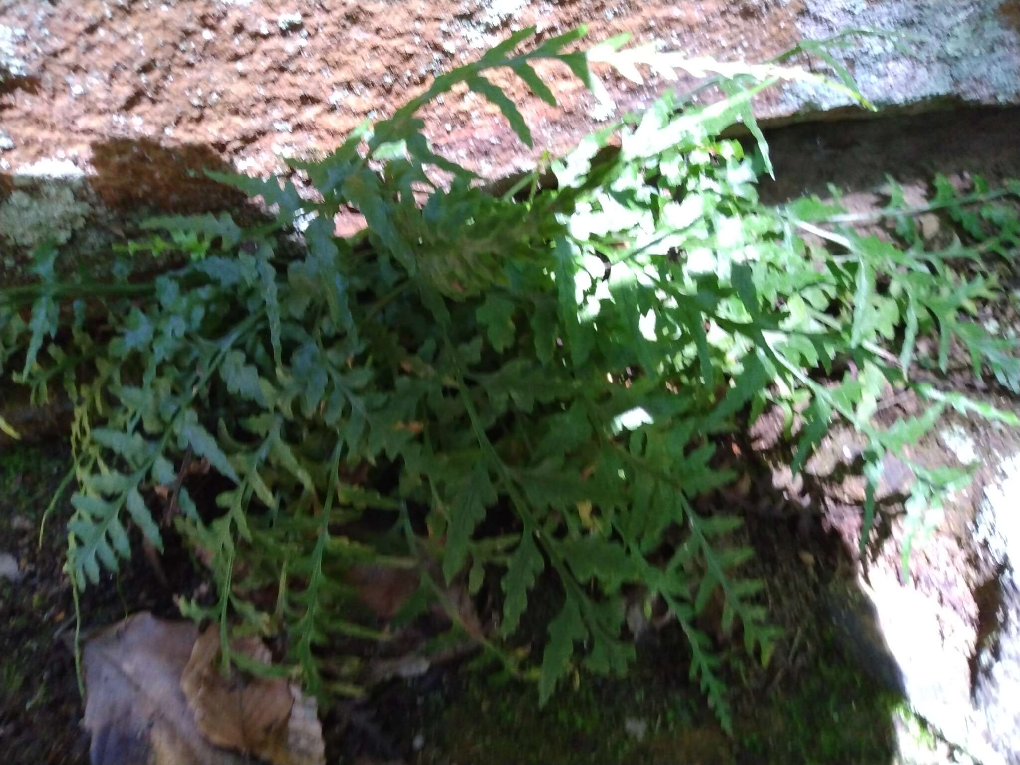 Image of spleenwort