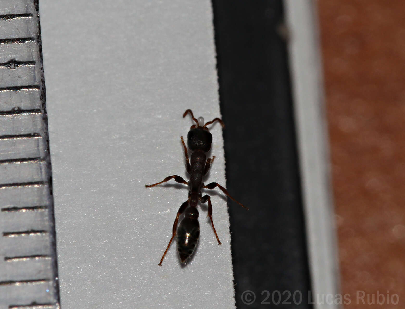 Image of Pseudomyrmex phyllophilus (Smith 1858)