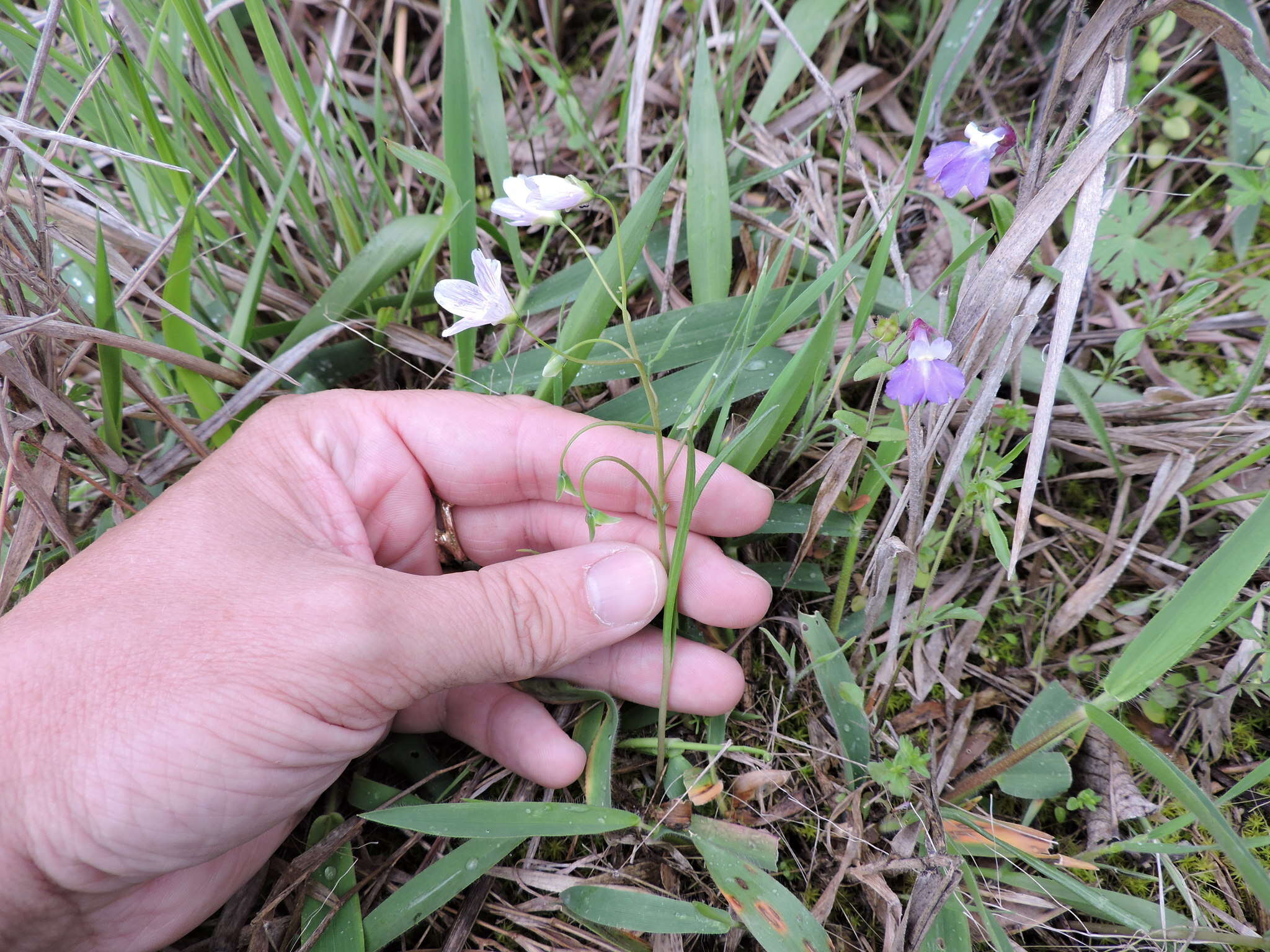 Image of Virginia springbeauty