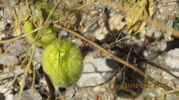 Image de Cucumis dipsaceus C. G. Ehrenb. ex Spach