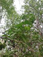 Image of Cordia truncatifolia Bartlett