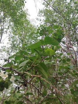 Cordia truncatifolia Bartlett resmi