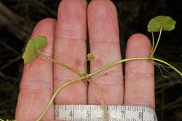 Imagem de Hydrocotyle pterocarpa F. Müll.