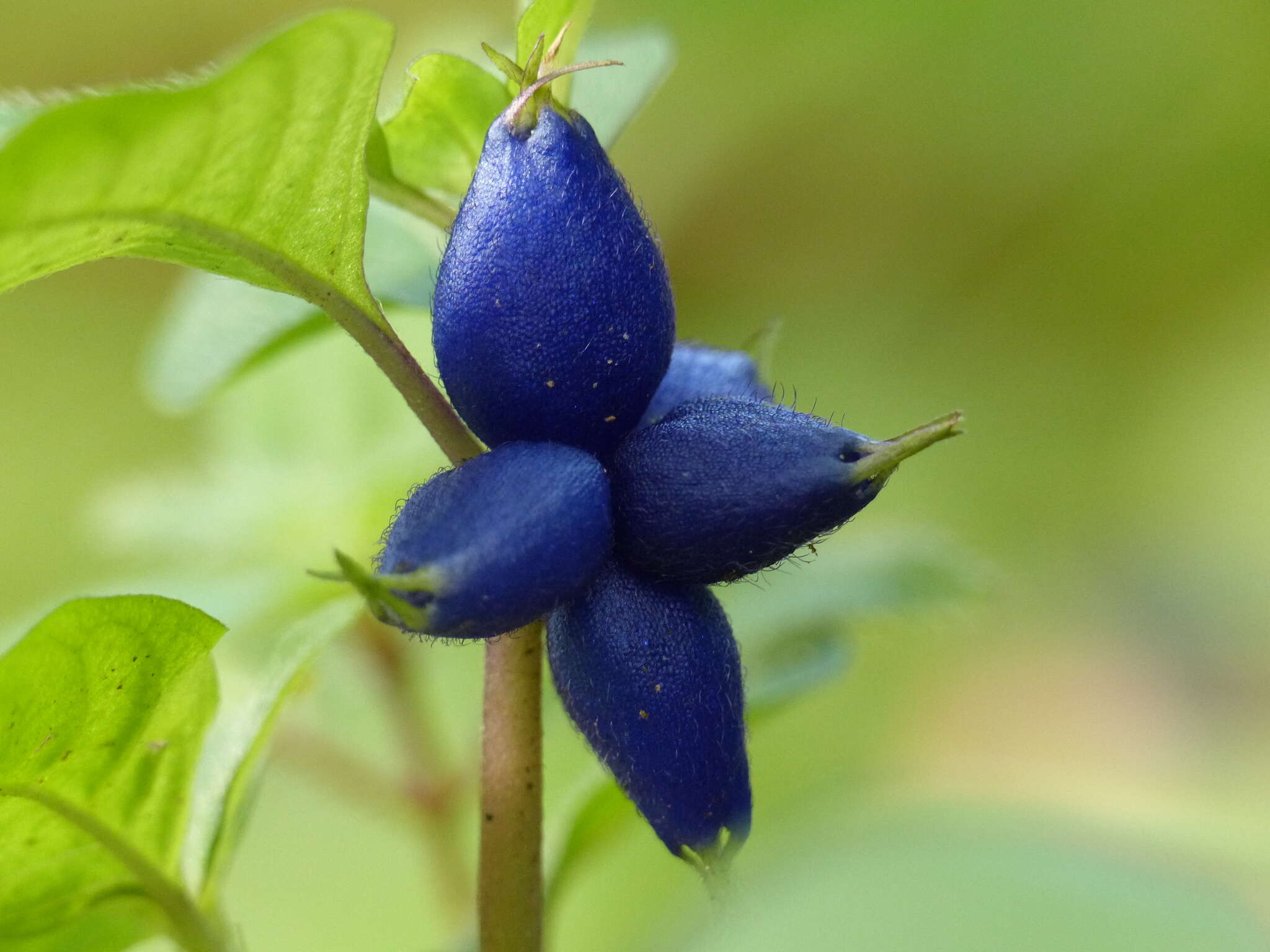 Image of yerba de guava