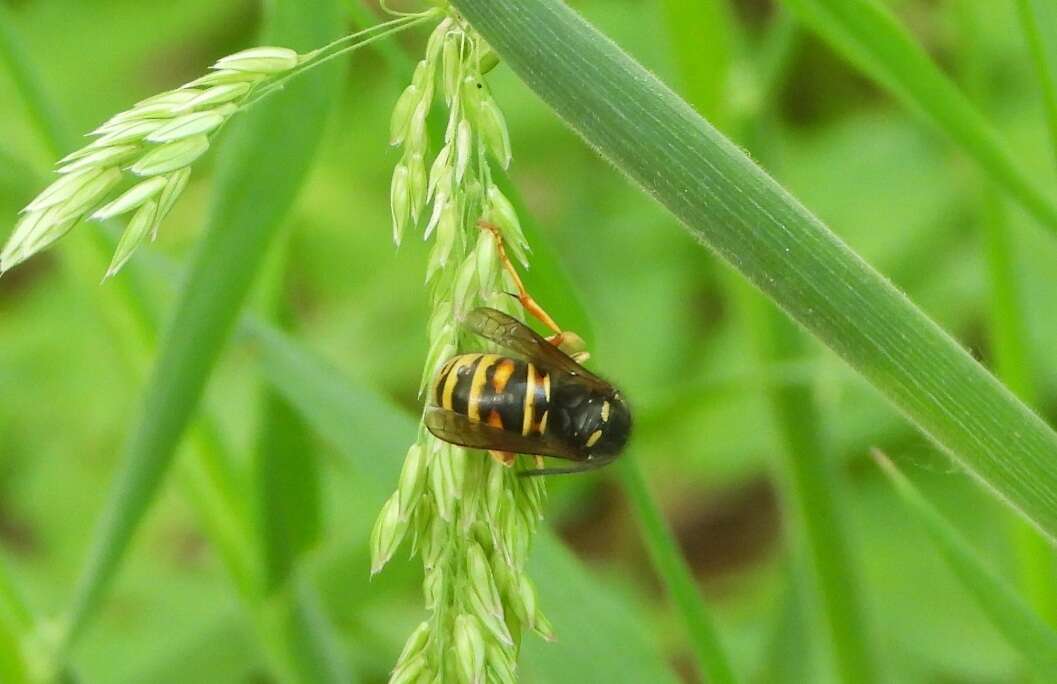 Image de Vespula rufa (Linnaeus 1758)