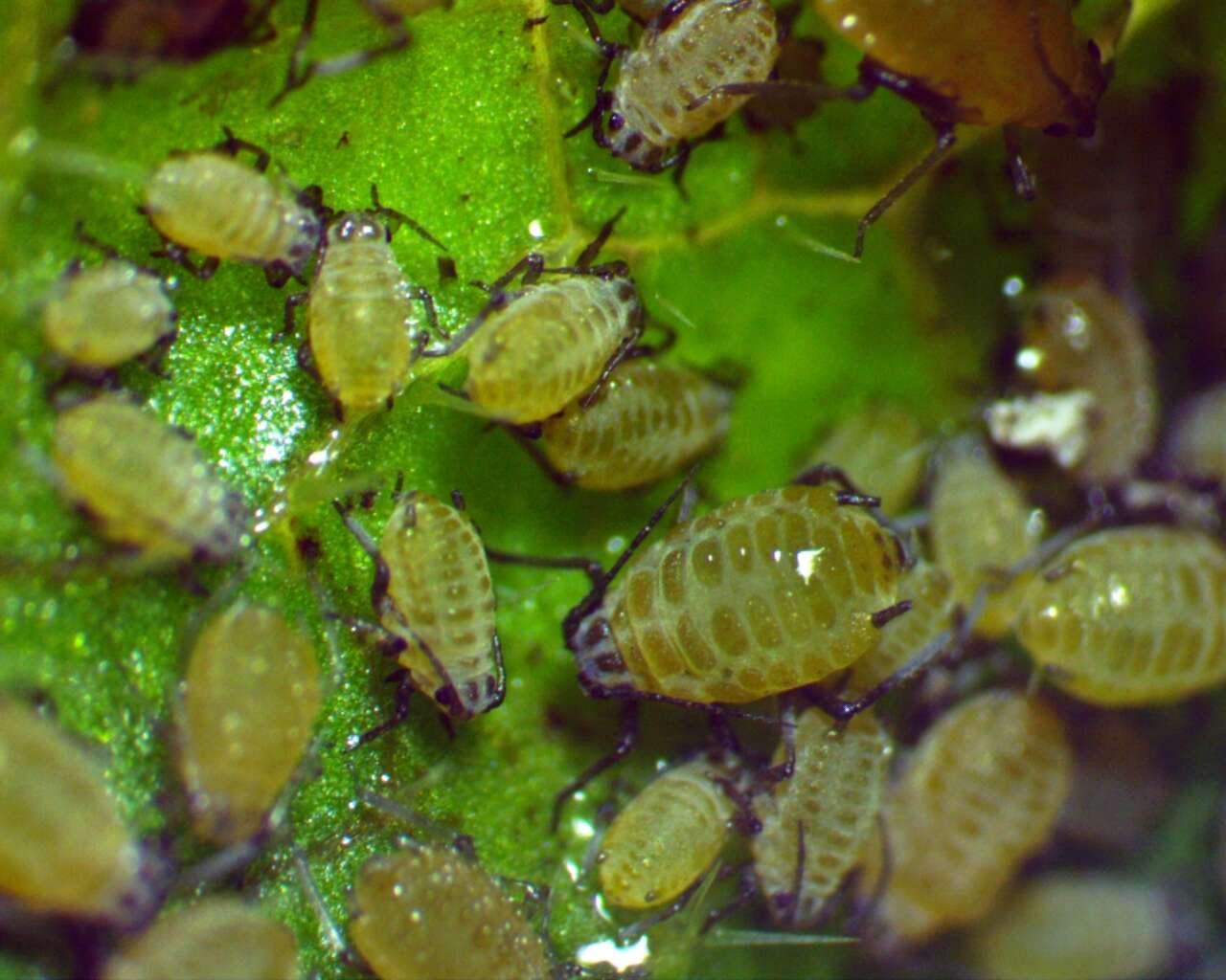 Image of Aphid