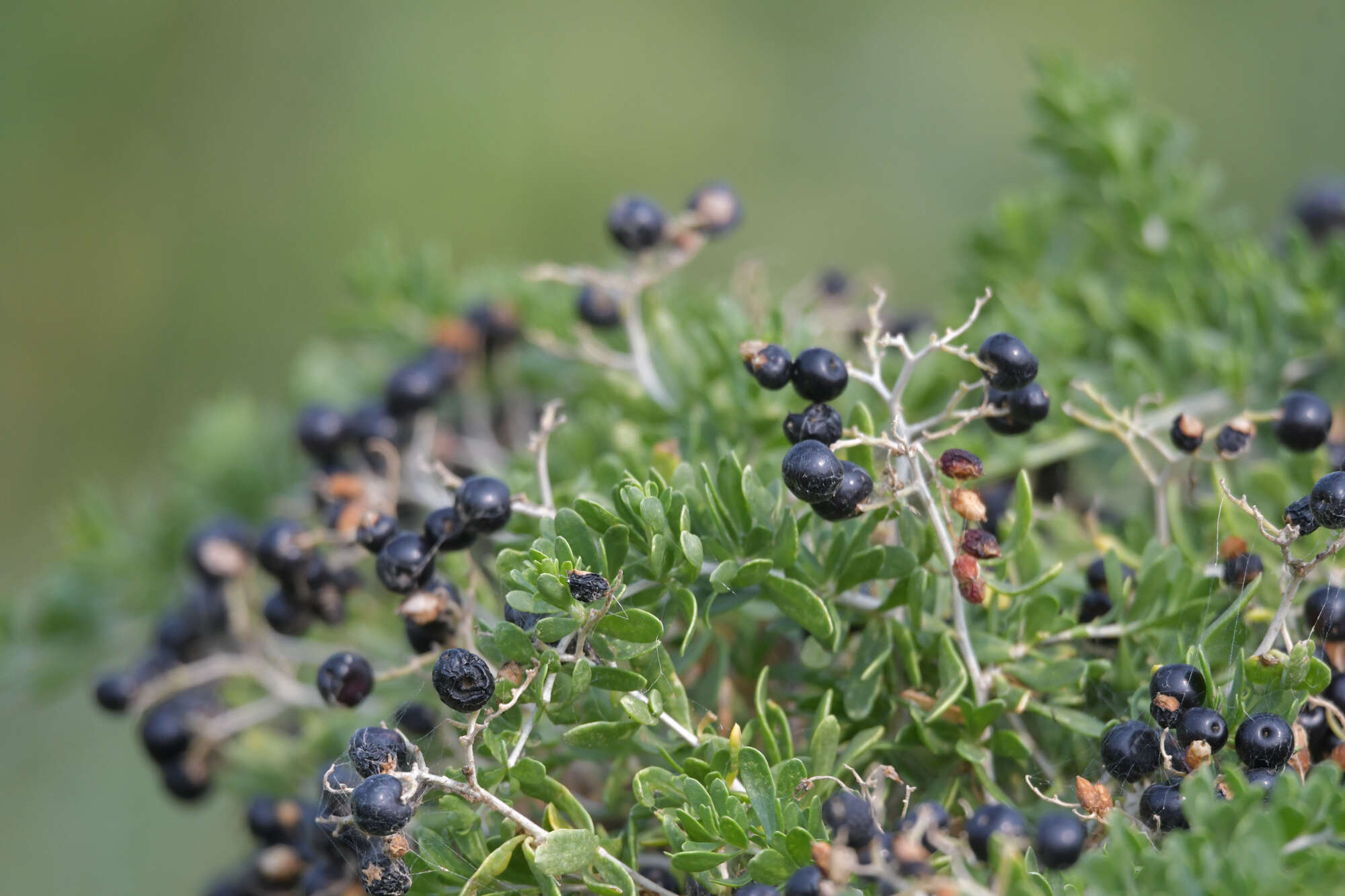 Image of Nitraria sibirica (DC.) Pall.