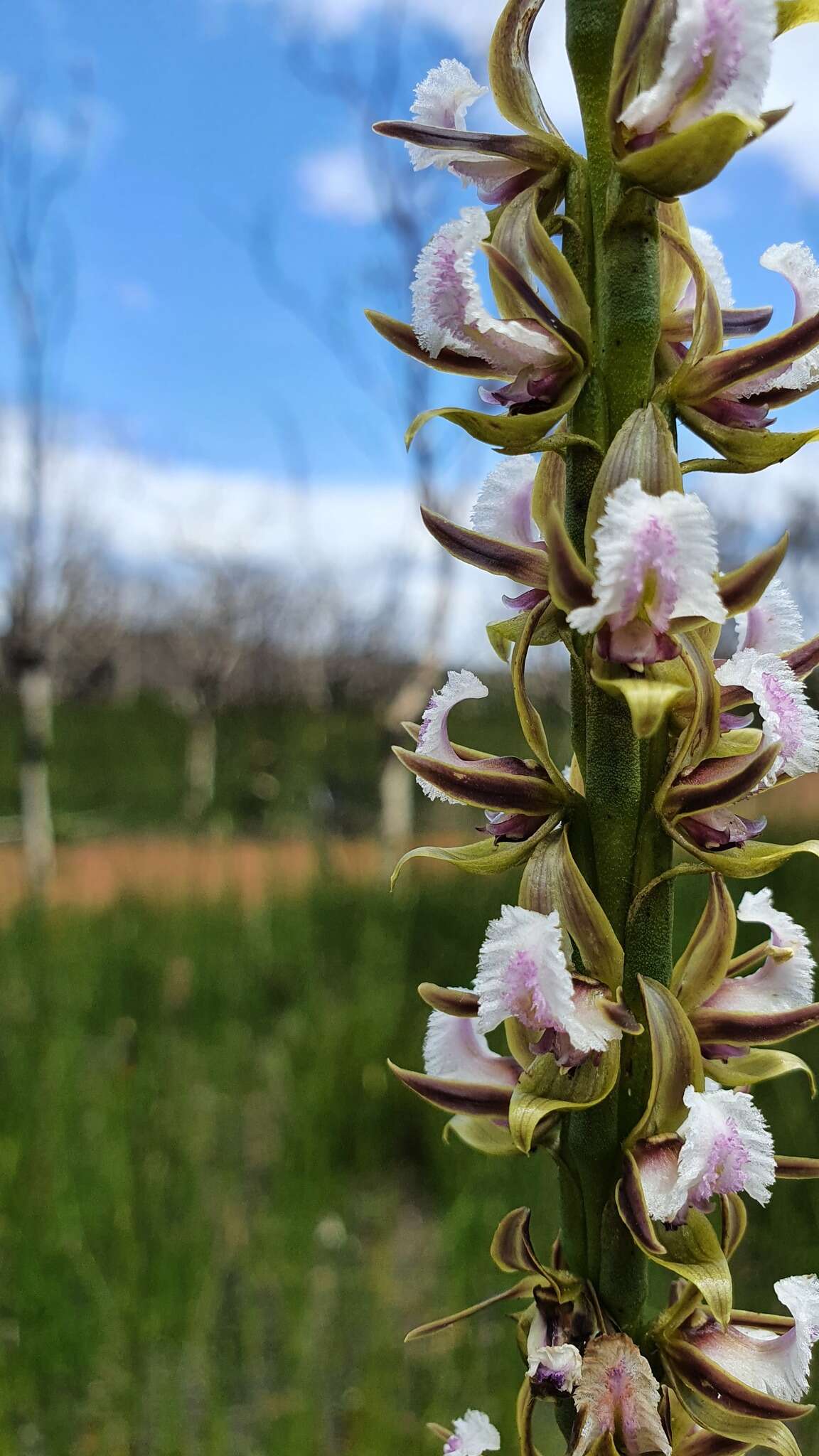 Imagem de Prasophyllum fimbria Rchb. fil.