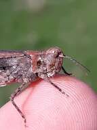 Image of Groove-headed Grasshopper