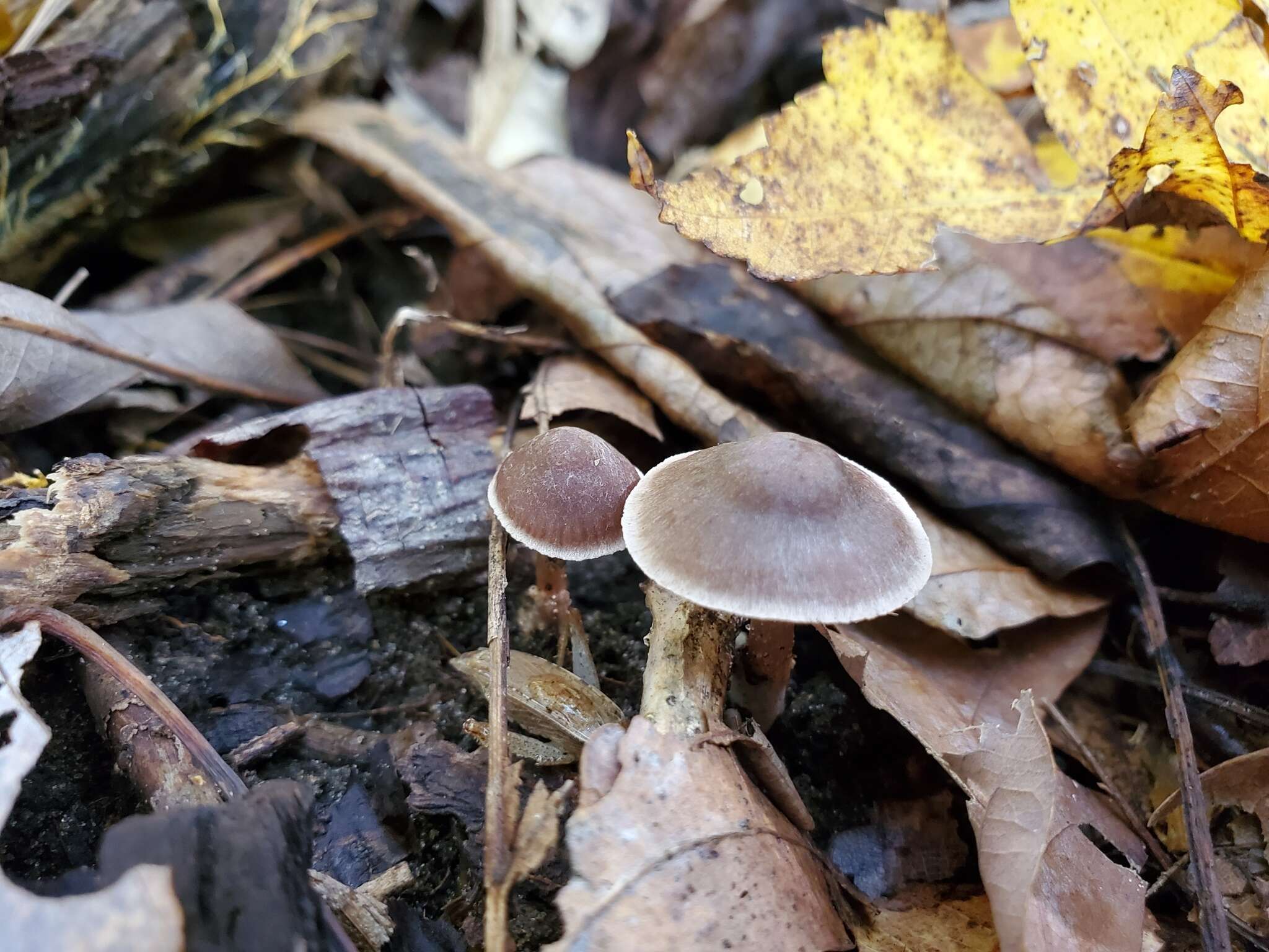 Image of Cortinarius ferrugineovelatus Kytöv., Liimat. & Niskanen 2014