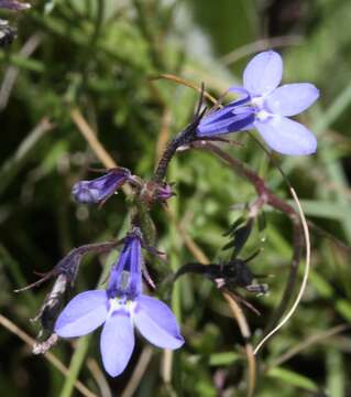 Image de Lobelia flaccida (C. Presl) A. DC.