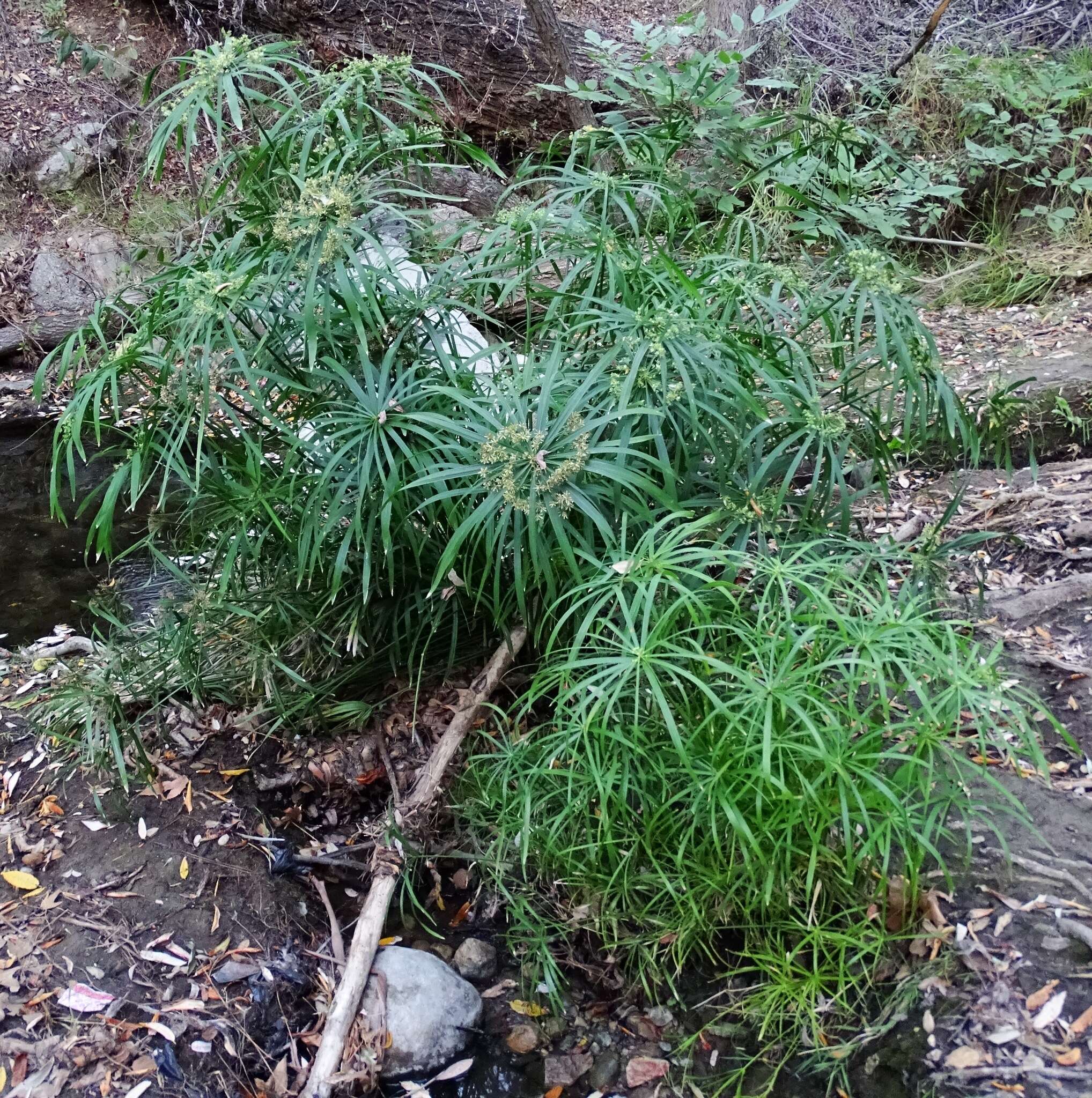 Image of Cyperus alternifolius subsp. flabelliformis Kük.