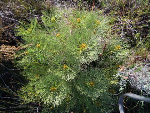 Image of Serruria glomerata (L.) R. Br.